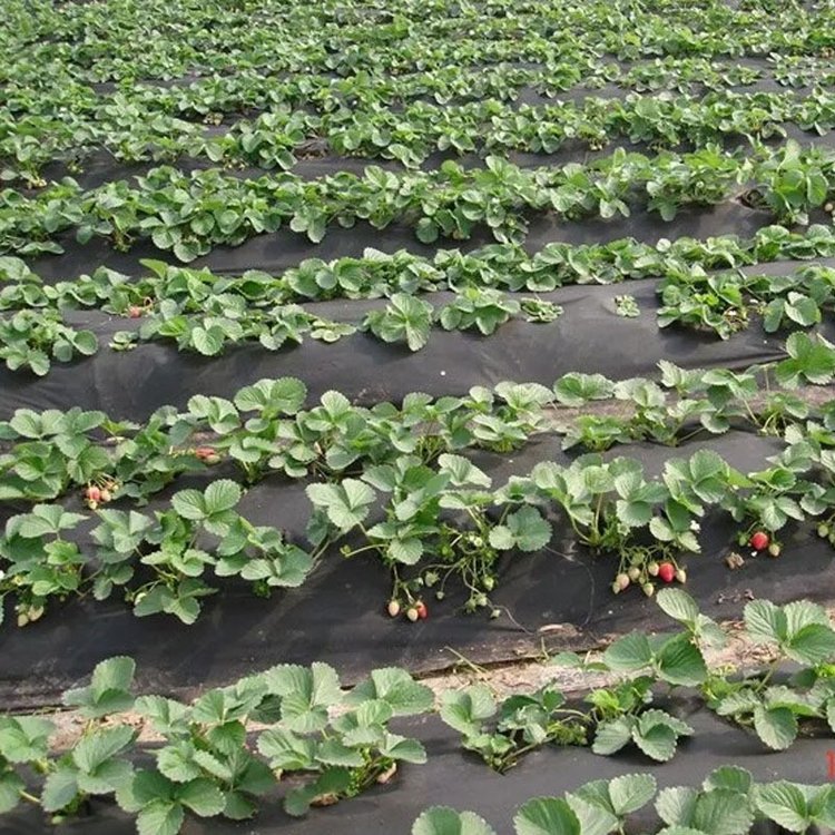 工业无纺布 丙纶无纺布 pp纺粘布 园林绿化盖草布 农用无纺布