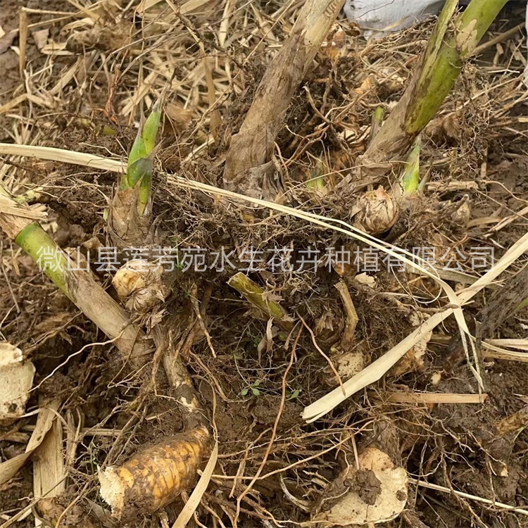 莲芳苑芦竹-欢迎来电咨合理询报价