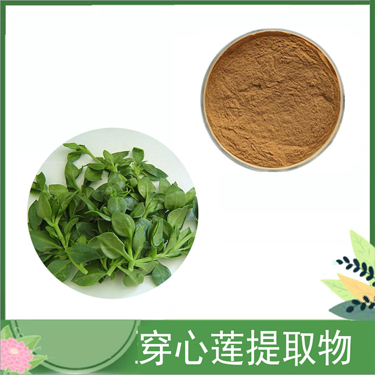穿心莲粉 穿心莲/春莲秋柳提取物10:1比例萃取 穿心莲内酯 现货