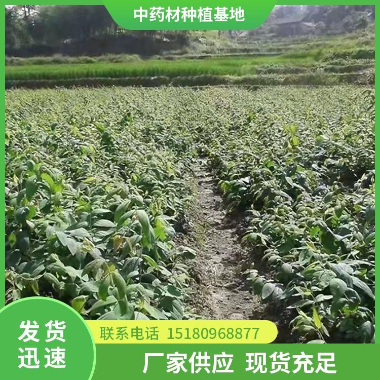 金银花种苗 批发价格 易种植