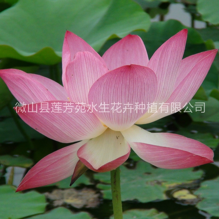 莲芳苑荷花厂家质量保证,价格优惠,欢迎来电咨询