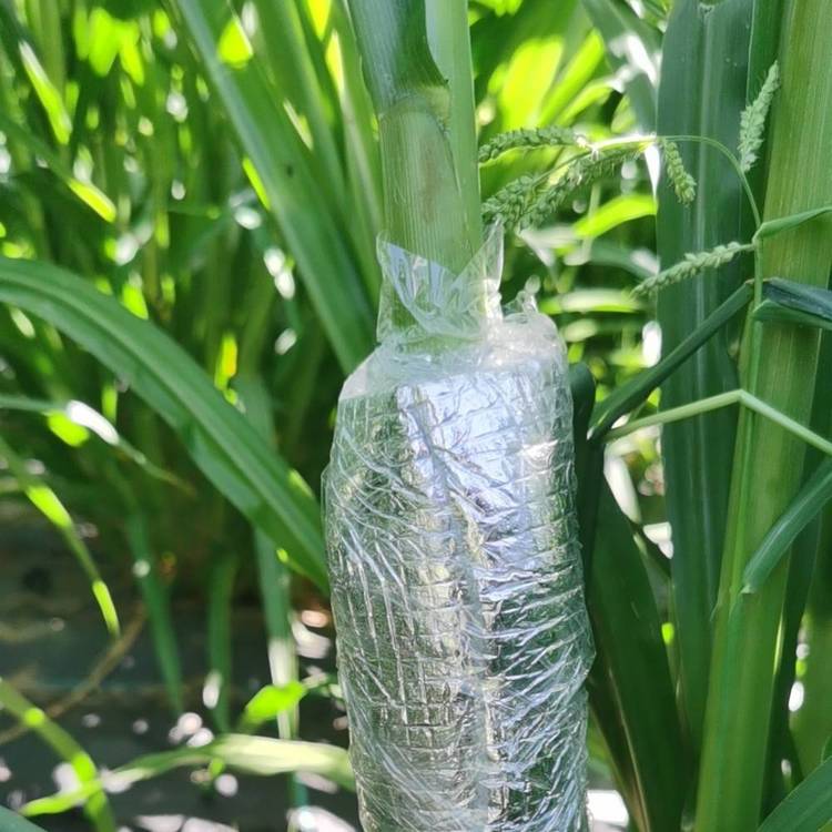 植物包裹式茎流仪 DF-BGJ 液流速率 蒸腾 耗水量 太阳能供电 无线传输