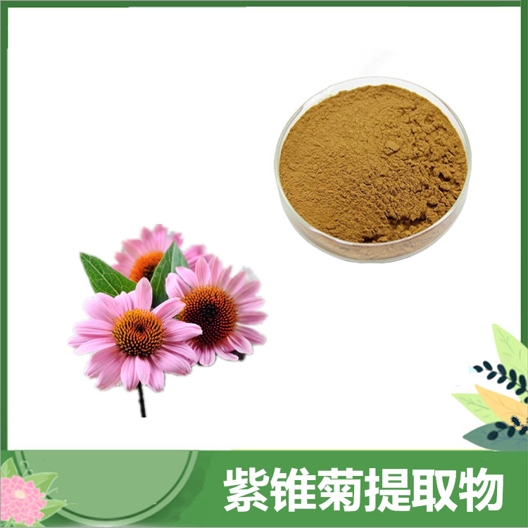 菊苣酸4% 紫锥菊/松果菊提取物 菊苣酸多酚原料粉 沃特莱斯批发