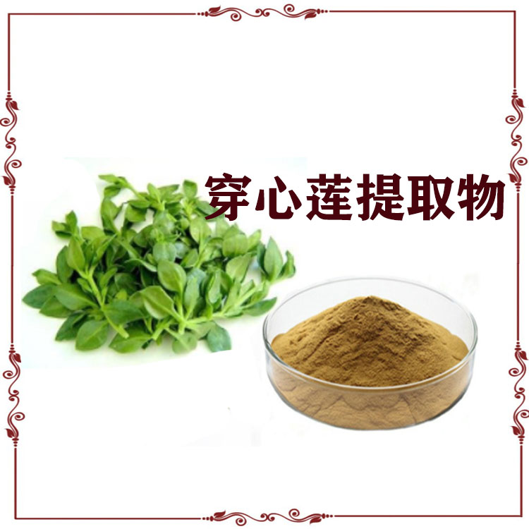 穿心莲提取物 速溶粉 浸膏粉 喷雾干燥粉 各种规格 可寄样