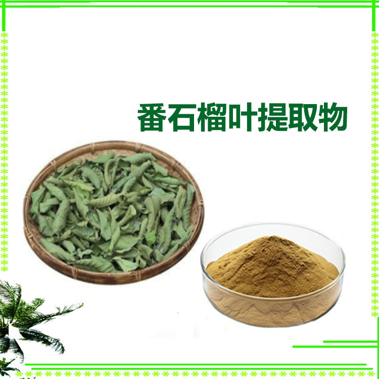 番石榴叶提取物 速溶粉 黄酮 浸膏粉 120目精细粉末 可寄样