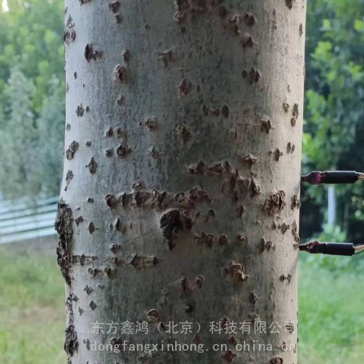 树干液流监测系统 DF-STDP 东方鑫鸿 热扩散式液流探针