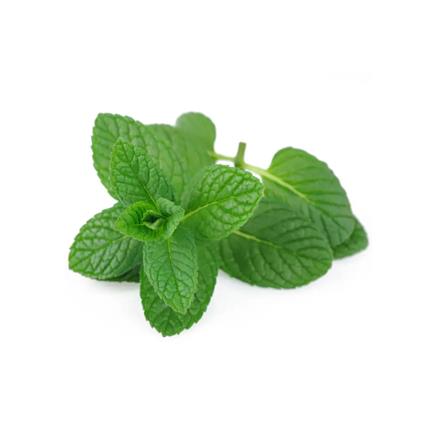 艾草香精  艾叶提取液驱蚊香精  艾草香精香料植物提取液 用量小效果好