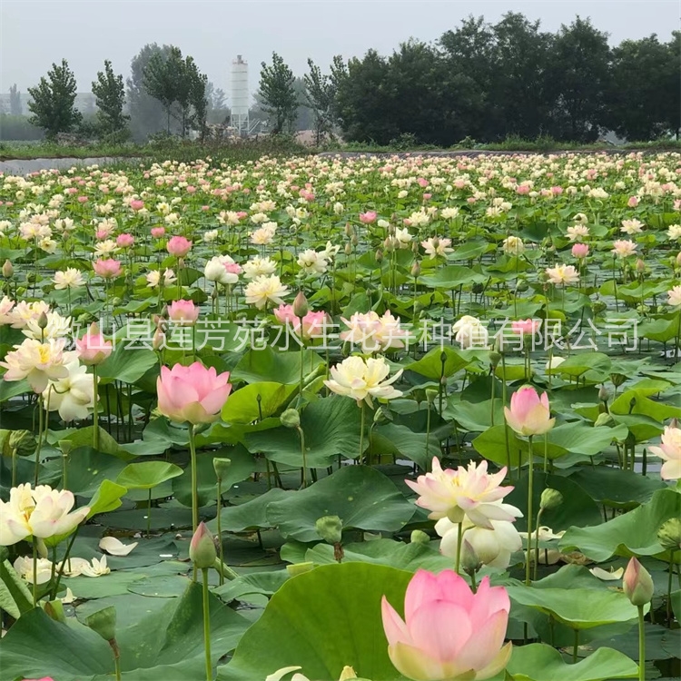 莲芳苑荷花实体厂家-无中间差价