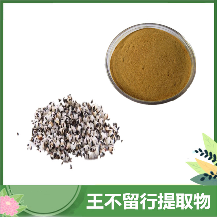 王不留行提取物 10:1比例 水溶性王不留行粉 /皂甙原料 厂家现货