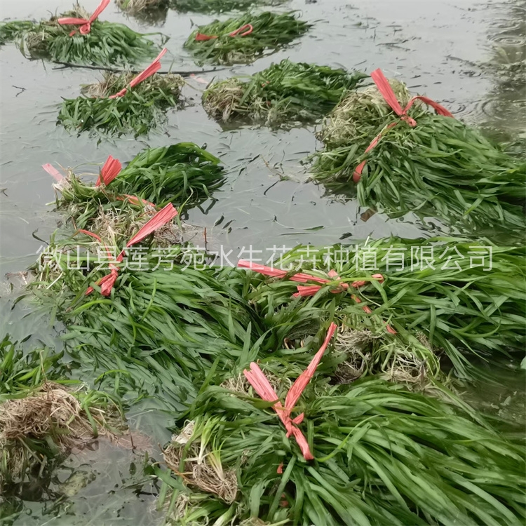 莲芳苑苦草-品质保证,详情请点击查看