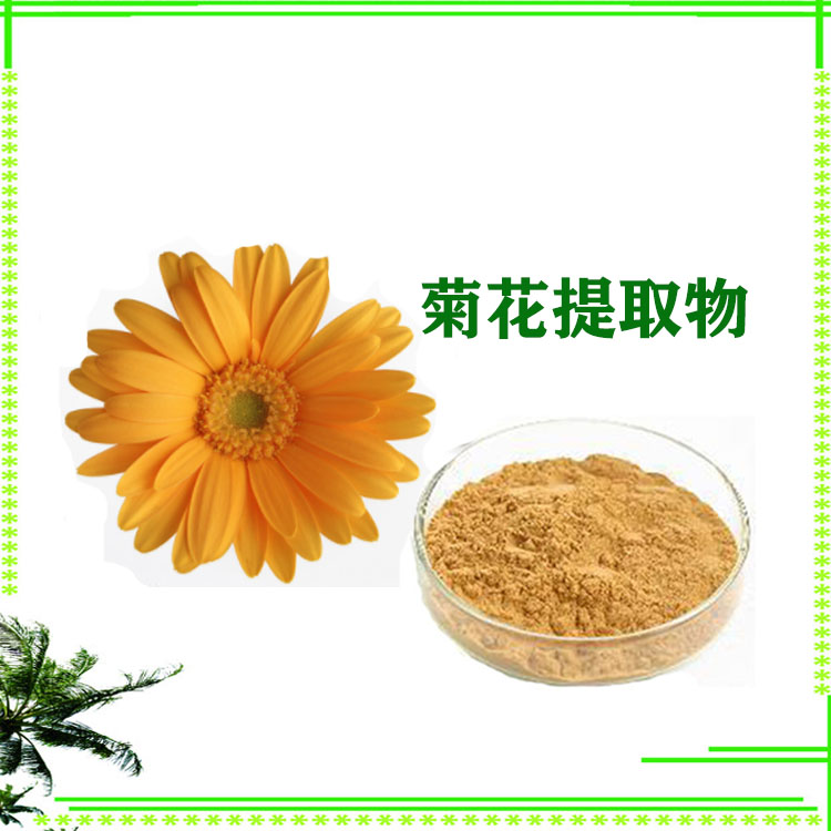 菊花粉 菊花提取物 喷雾干燥粉 120目精细粉末 全水溶