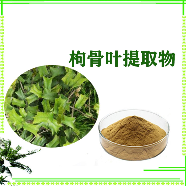 枸骨叶提取物 速溶粉 萃取粉 提取液 沃特莱斯生物 规格齐全
