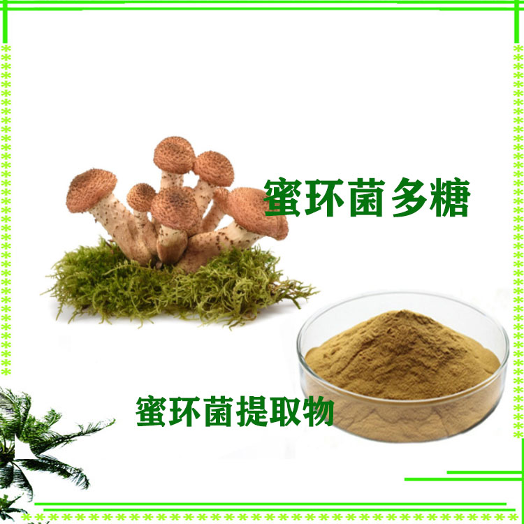 蜜环菌提取物 蜜环菌多糖 速溶粉 浸膏粉 沃特莱斯生物 可寄样