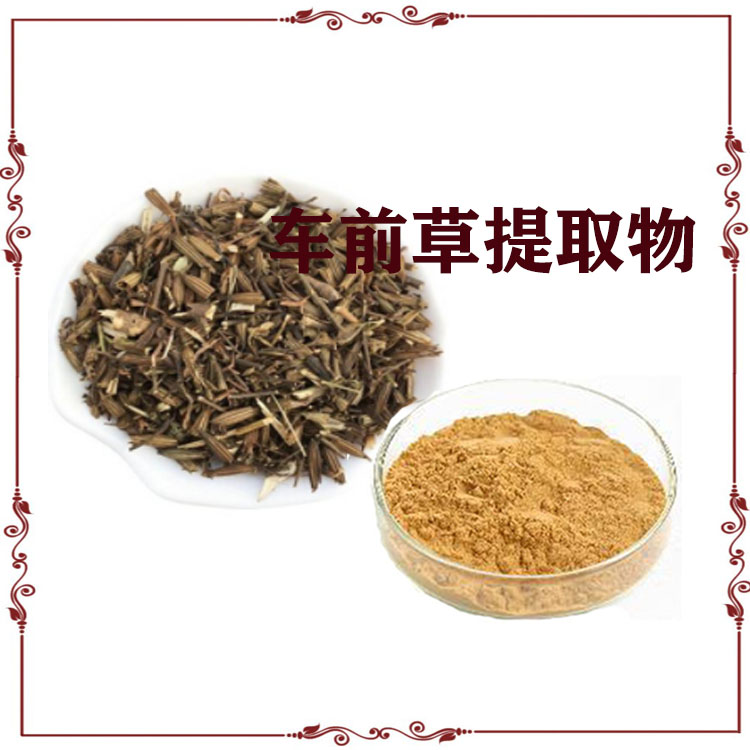 车前草提取物 速溶粉 喷雾干燥粉 粉末细腻 质量稳定 可寄样