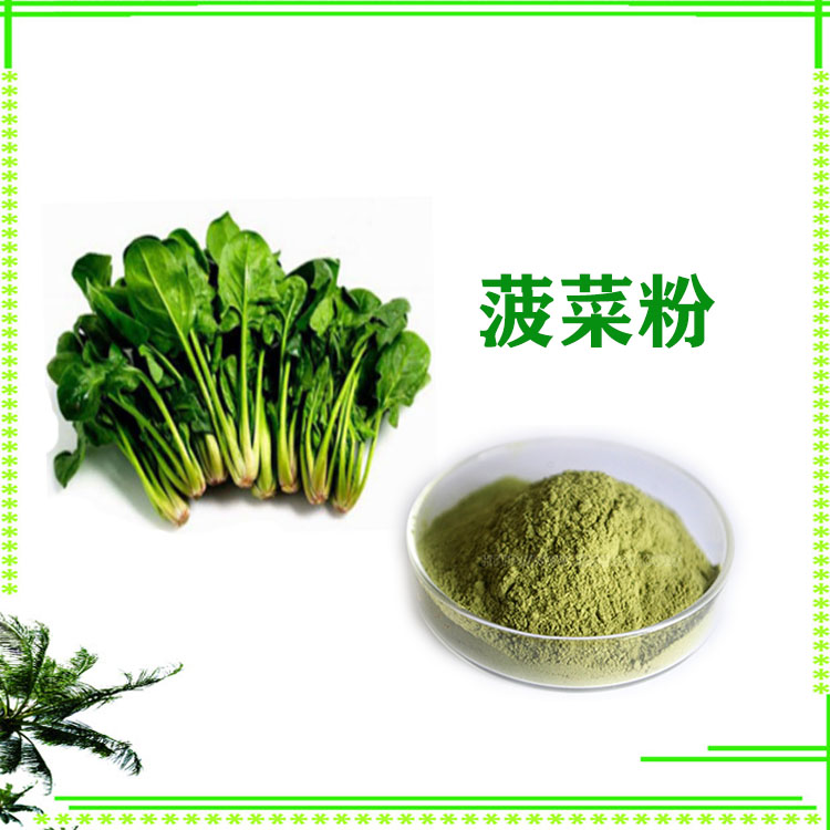 菠菜粉 菠菜提取物 绿色粉末 食品级 大量库存