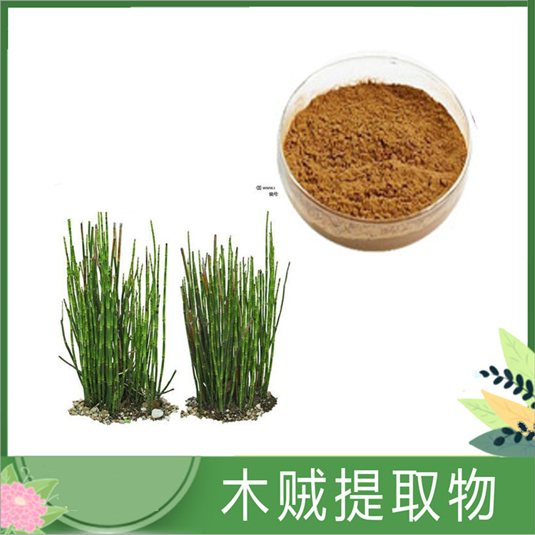 木贼草粉 30:1/50:1比例木贼草提取物 笔筒草速溶粉 水溶性浓缩粉 沃特莱斯批发