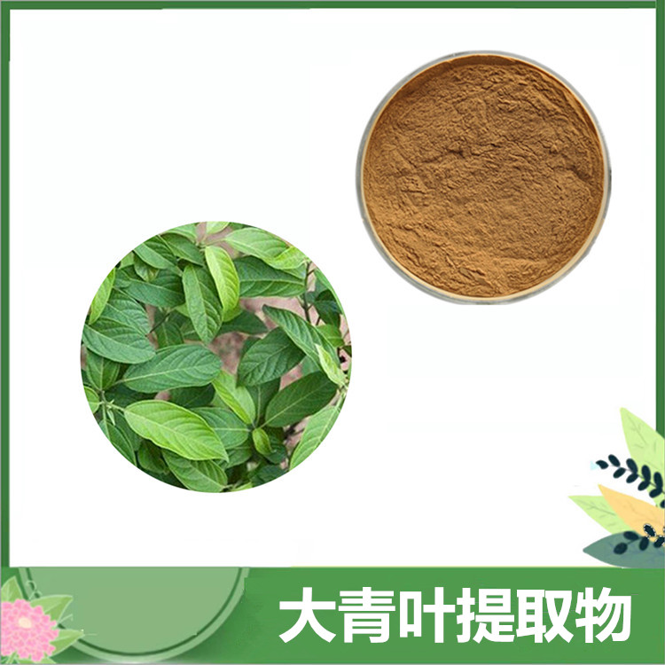 大青叶提取物 10:1比例大青叶萃取粉 /黄酮/多糖 蓝菜水提原料 喷雾干燥